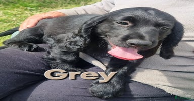Cocker Spaniel dogs - Advert 4