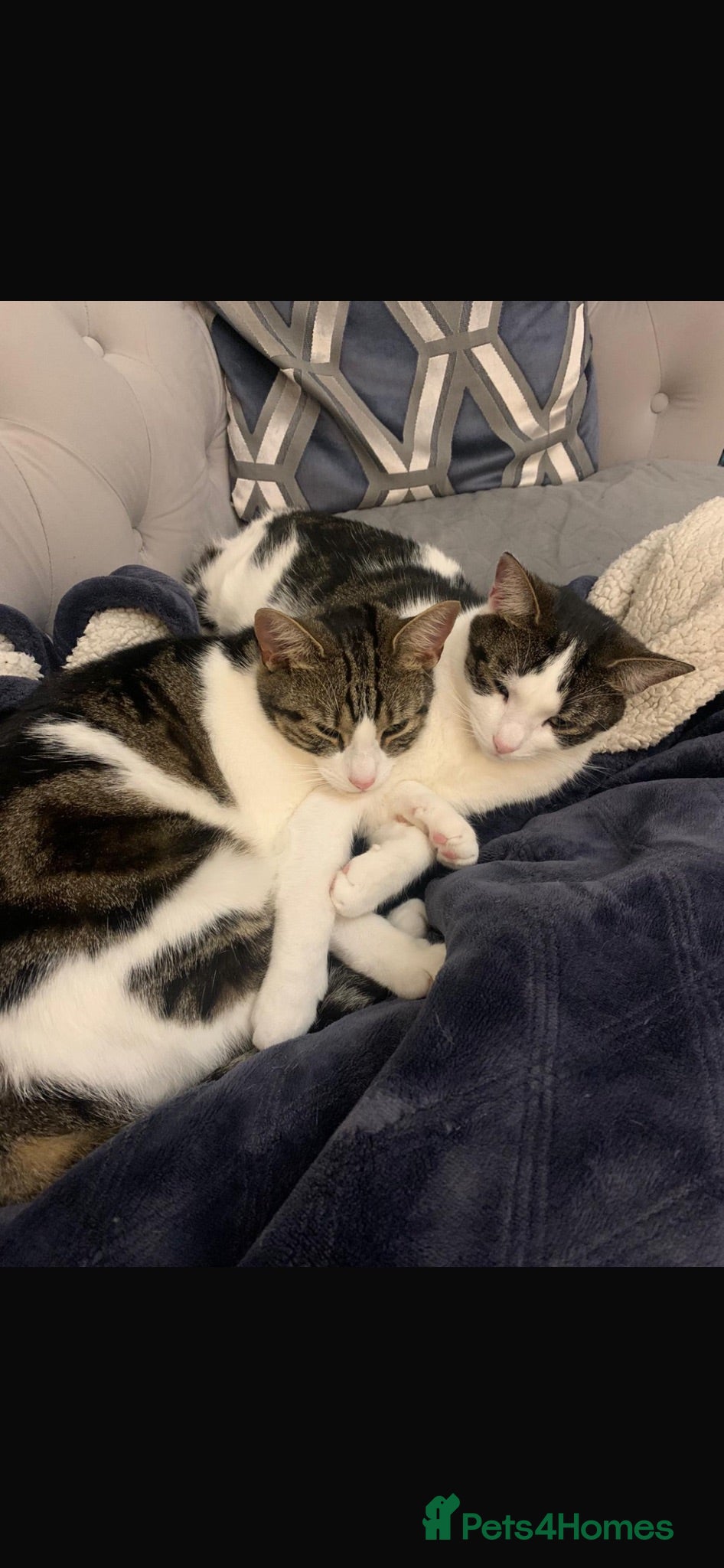 Domestic Shorthair cats Two bonded sisters for sale  - Advert 2