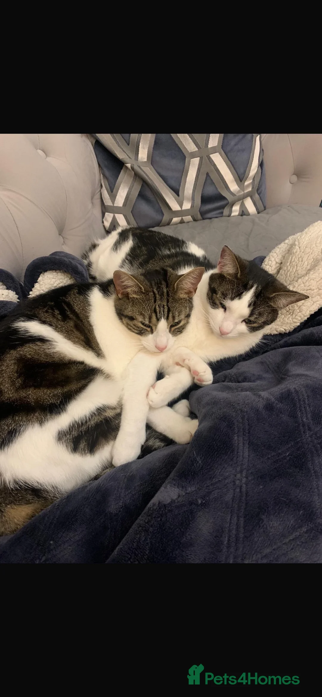 Domestic Shorthair cats for sale: Two bonded sisters for sale  in Leeds - Advert 1