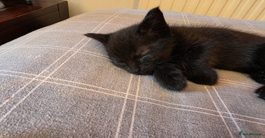 Mixed Breed cats - Advert 12