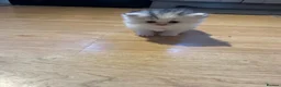 Persian cats for sale: Absolutely stunning Persian chinchilla kittens  in Oldham - Advert 8