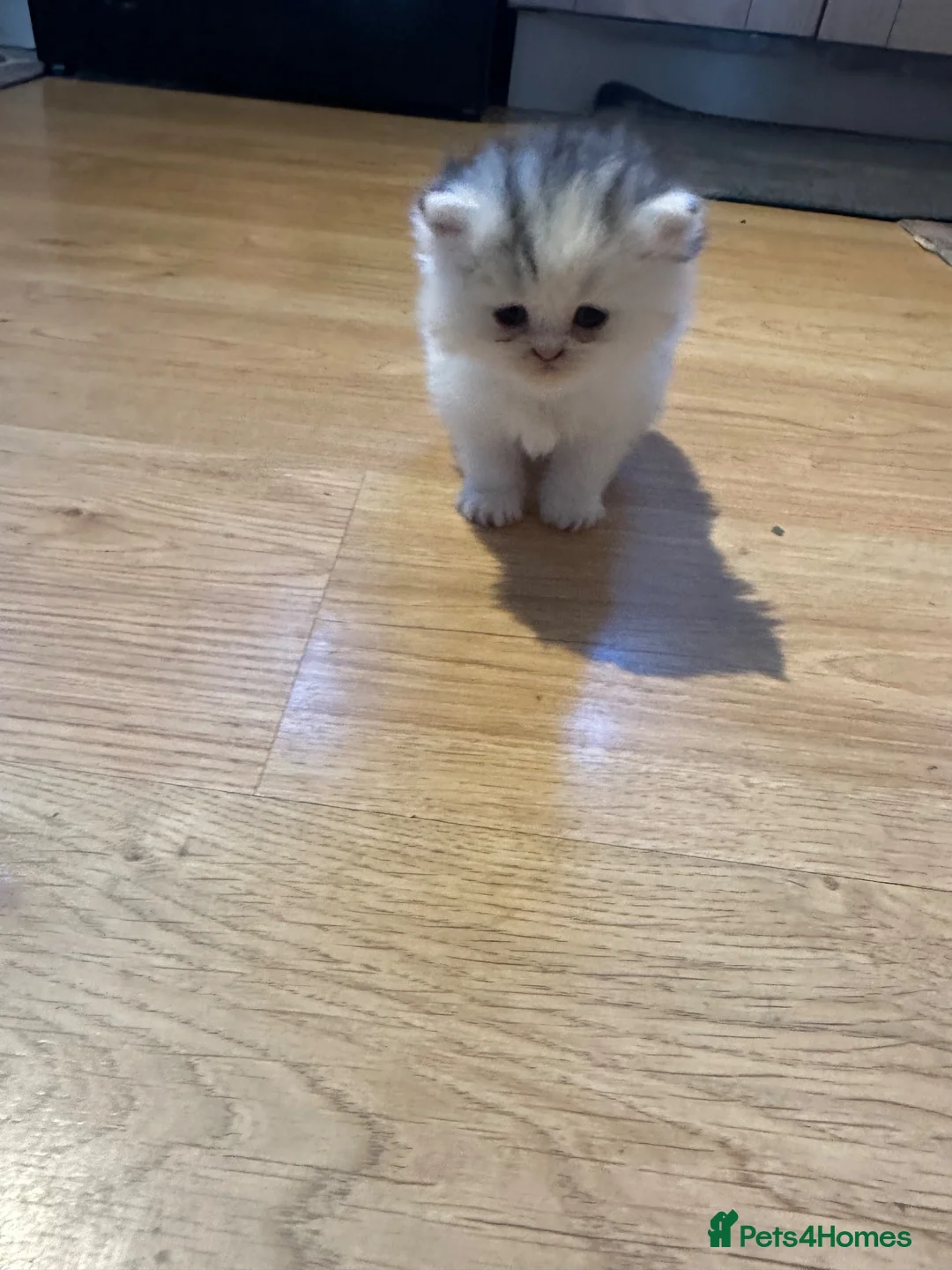 Persian cats for sale: Absolutely stunning Persian chinchilla kittens  in Oldham - Advert 8