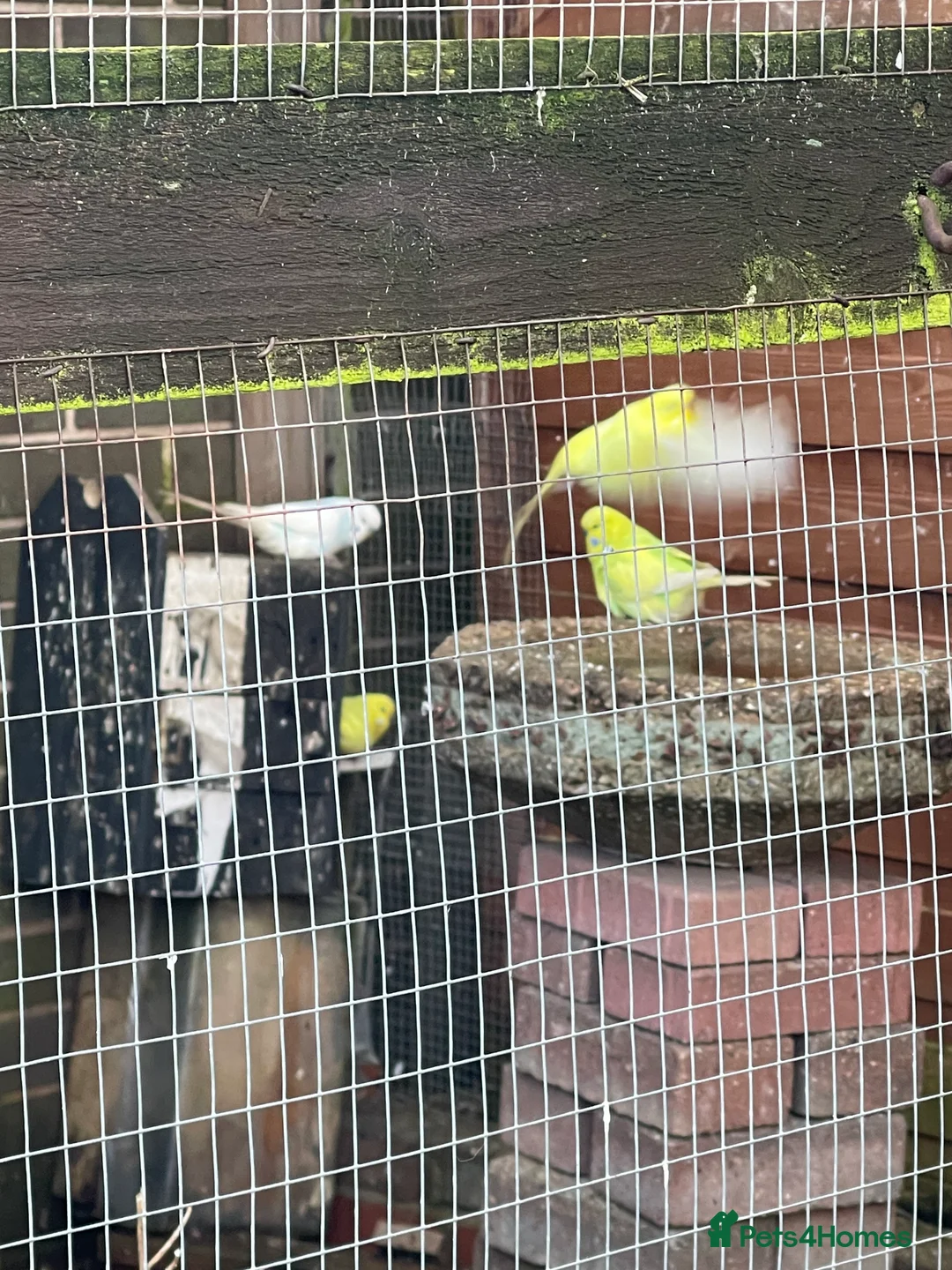 Budgerigars birds for sale: Budgies for sale - Advert 5