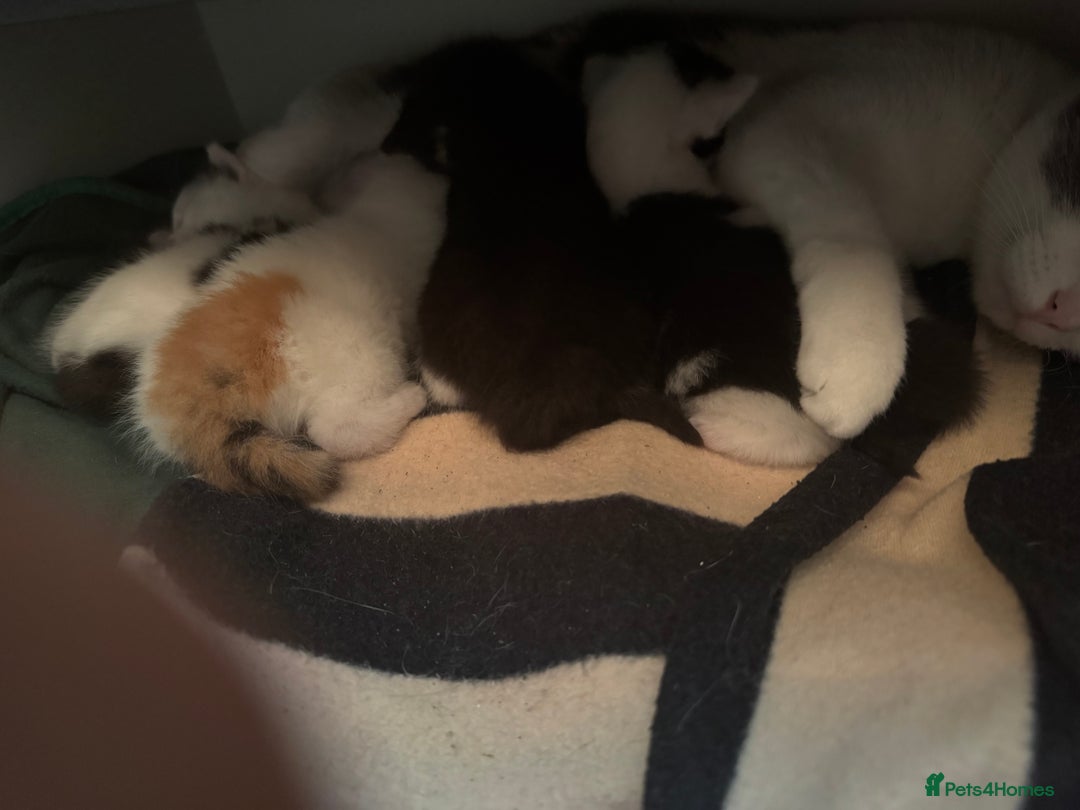 Mixed Breed cats for sale: Cute 4 kittens looking for loving home - Advert 12