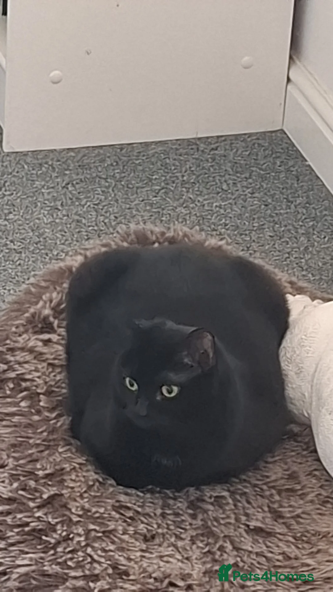 Domestic Shorthair cats for sale: Two loving cats in need of a new home - Advert 8