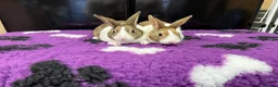 Dutch rabbits for sale: Baby Dutch Rabbits For Sale - Advert 1