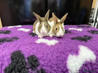 Dutch rabbits Baby Dutch Rabbits For Sale - Advert 15