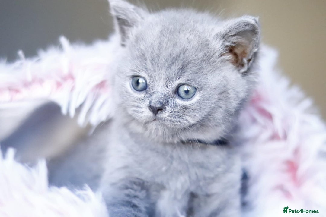 British Shorthair cats for sale: GCCF champ bloodlines Bsh - Image 6
