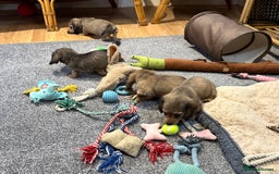 Miniature Dachshund dogs for sale: Gorgeous shaded cream pups - Image 31