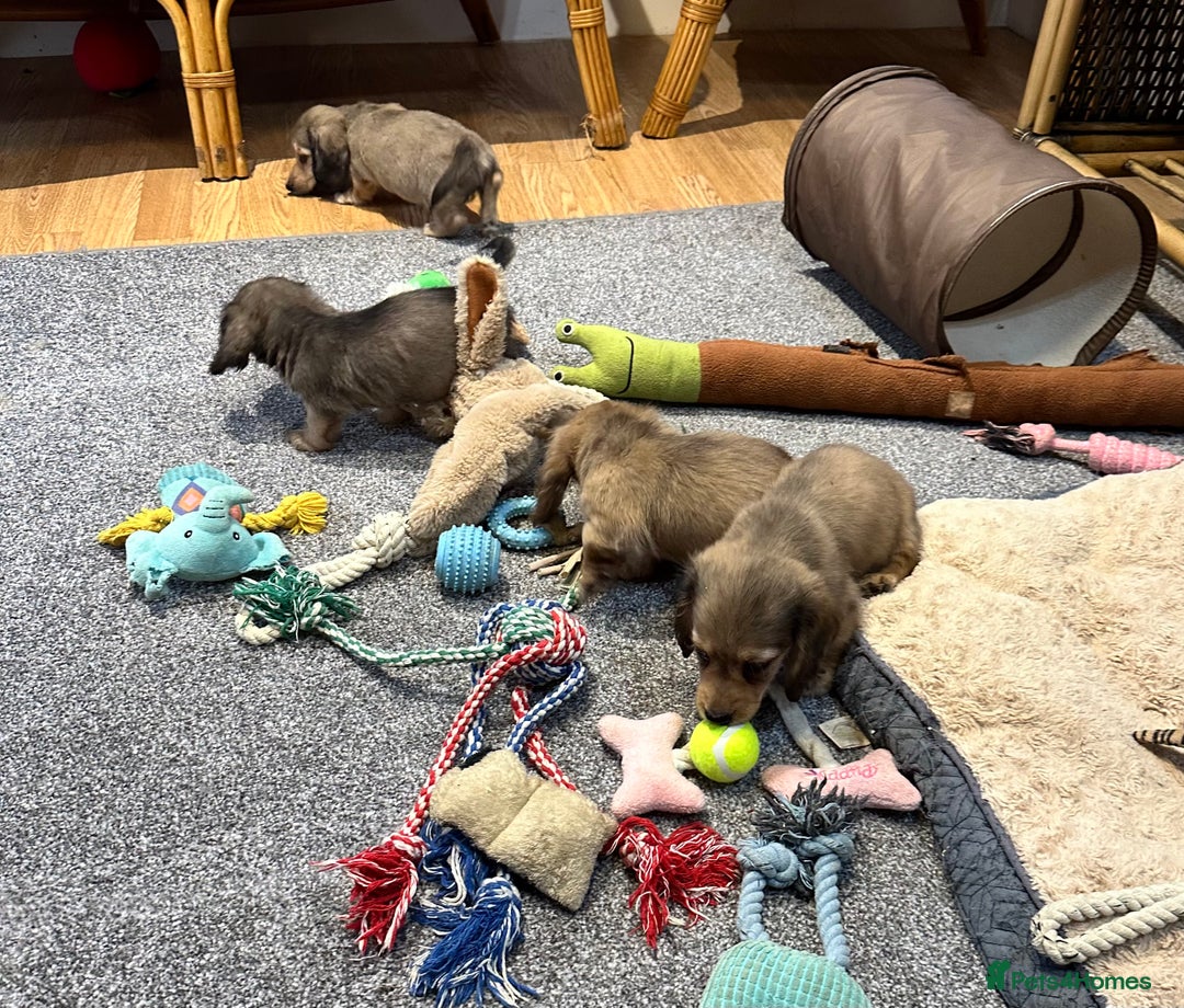 Miniature Dachshund dogs for sale: Gorgeous shaded cream pups - Image 31