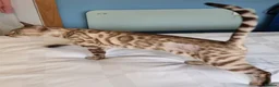 Bengal cats for sale: 12 month old female Bengal ready to leave - Advert 7