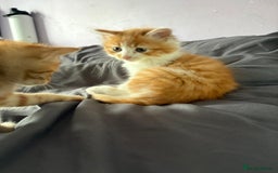 Mixed Breed cats for sale: 5 kittens looking for their forever homes  - Image 5