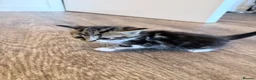 American Shorthair cats for sale: 🐾 6 BEAUTIFUL AMERICAN SHORTHAIR KITTENS 🐾 in Enfield - Advert 6