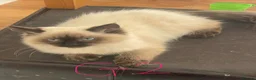 Ragdoll cats for sale: Very fluffy Cats for sale  - Advert 15