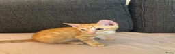 Mixed Breed cats for sale: 3 boys left - Advert 2