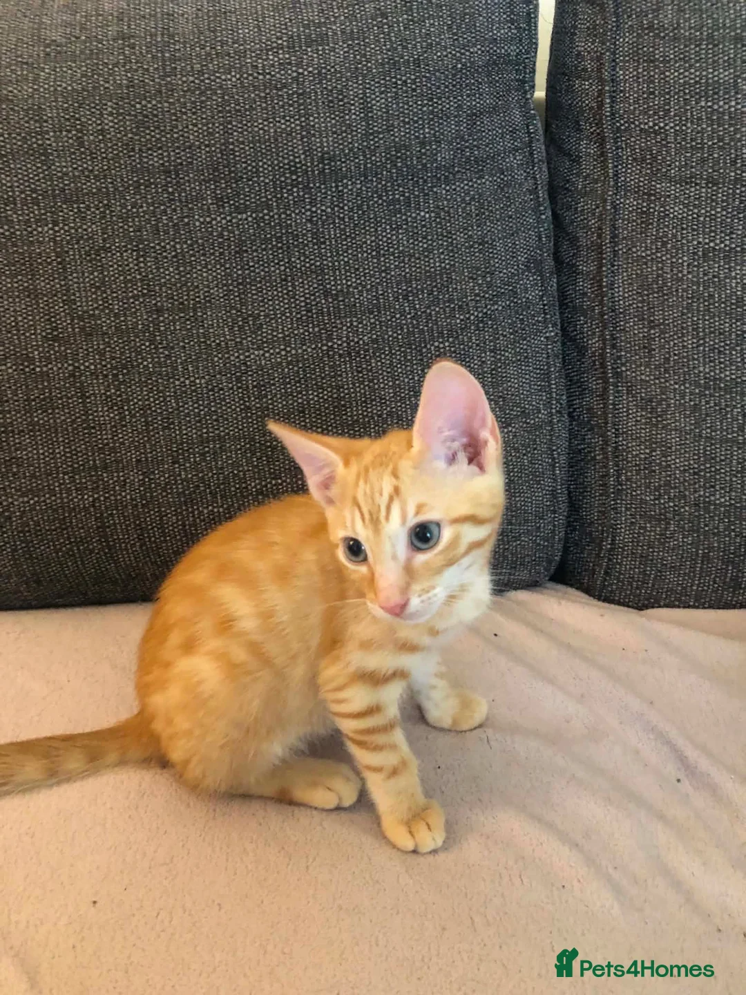 Mixed Breed cats for sale: 3 boys left - Advert 2