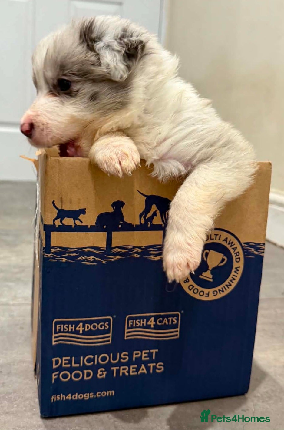 Border Collie dogs ​Border Collie Pups: Rare Slate Merle & B/W - Advert 2