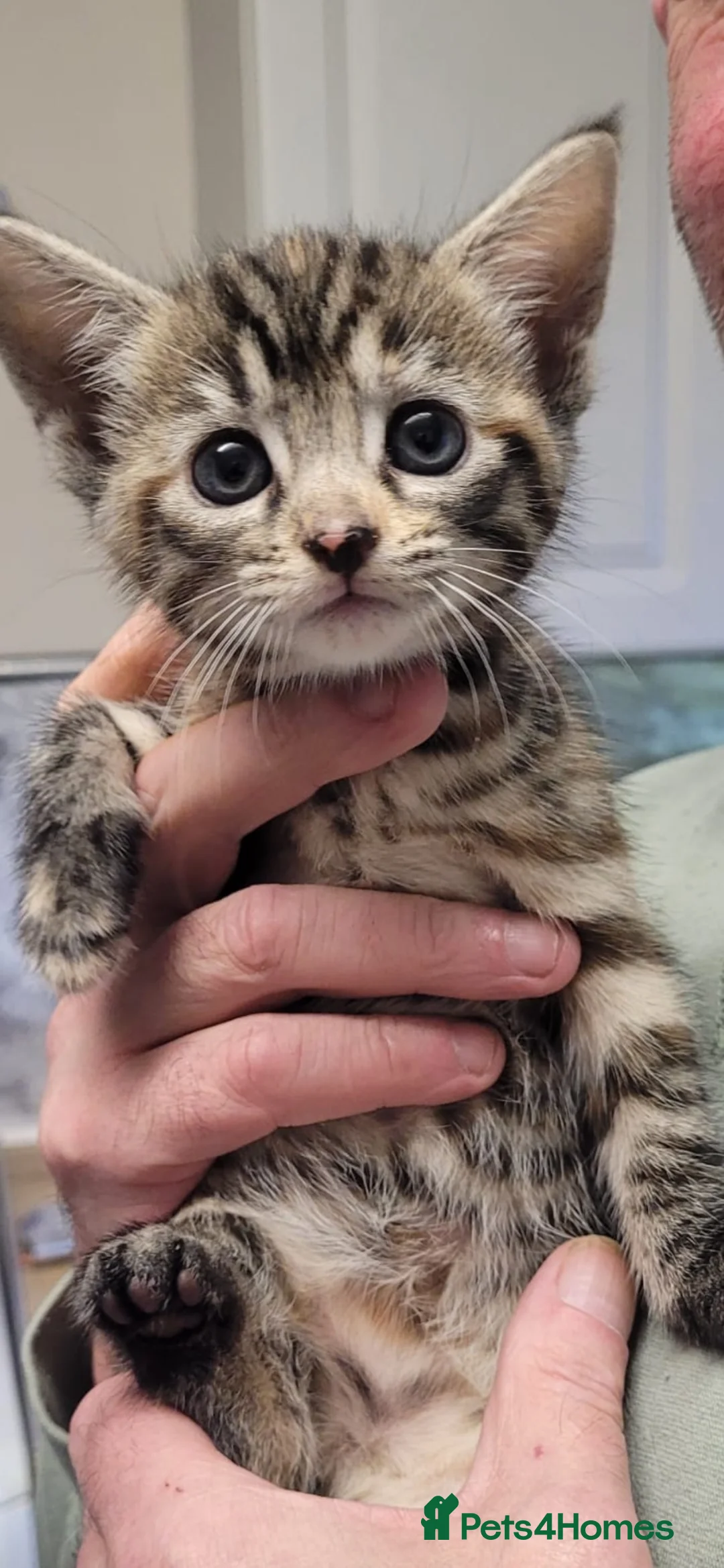 Domestic Shorthair cats for sale: Female kitten - Advert 1