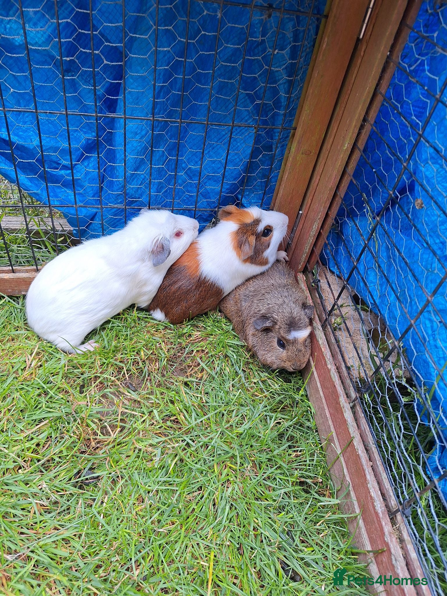 Guinea Pig rodents 3 Males only left guinea pigs for sale  - Advert 12