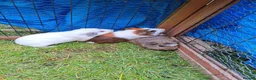 Guinea Pig rodents for sale: 3 Males only left guinea pigs for sale  - Advert 5