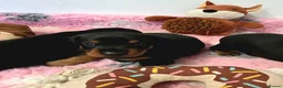 Dobermann dogs for sale: Fantastic KC Dobermann Puppies  - Advert 9