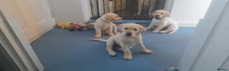 Labrador Retriever dogs for sale: READY TO LEAVE NOW kc labradors drakes head lines - Advert 7