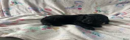 Cavapoo dogs for sale: F1 Cavapoo Pups for Sale - Advert 2
