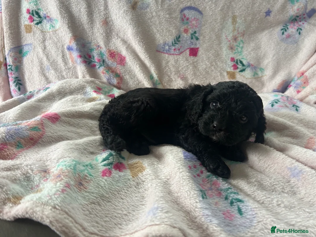 Cavapoo dogs for sale: F1 Cavapoo Pups for Sale - Advert 2
