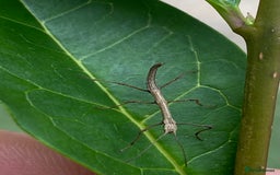Stick Insects invertebrates for sale: Juvenile Indian Stick Insects x5 for £5 - Image 5
