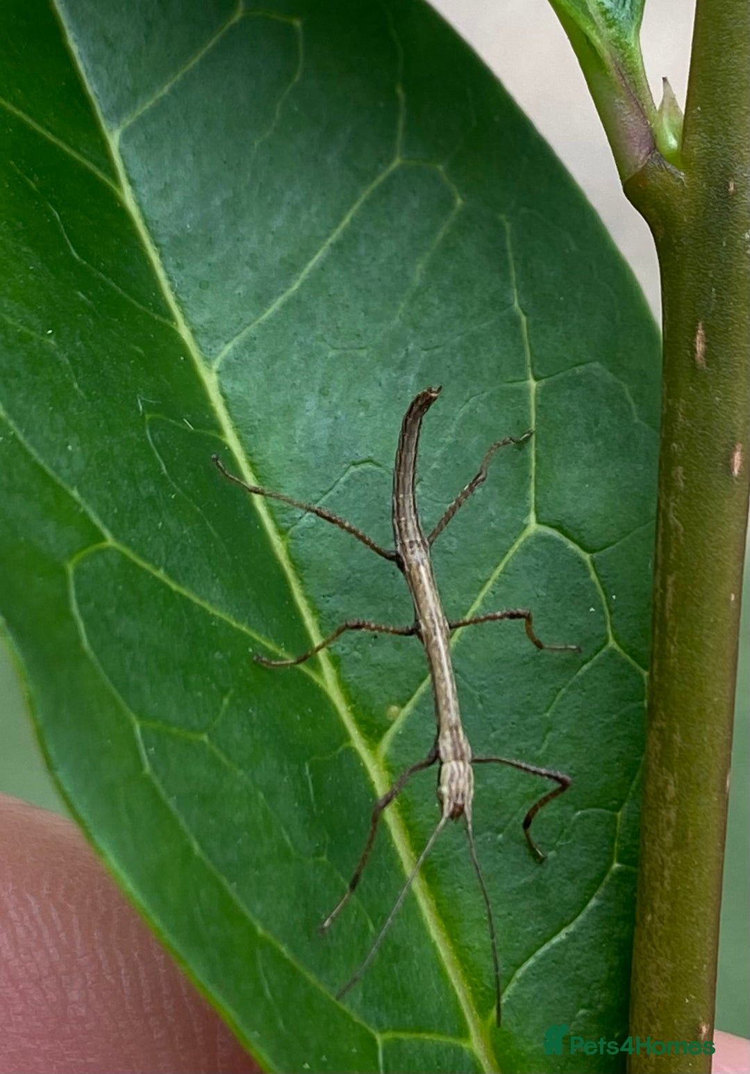 Stick Insects invertebrates for sale: Juvenile Indian Stick Insects x5 for £5 - Image 5