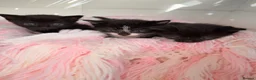 Mixed Breed cats for sale: Ready to leave  - Advert 18