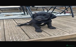 Springador dogs for sale: Springador last dog pup left  - Image 5