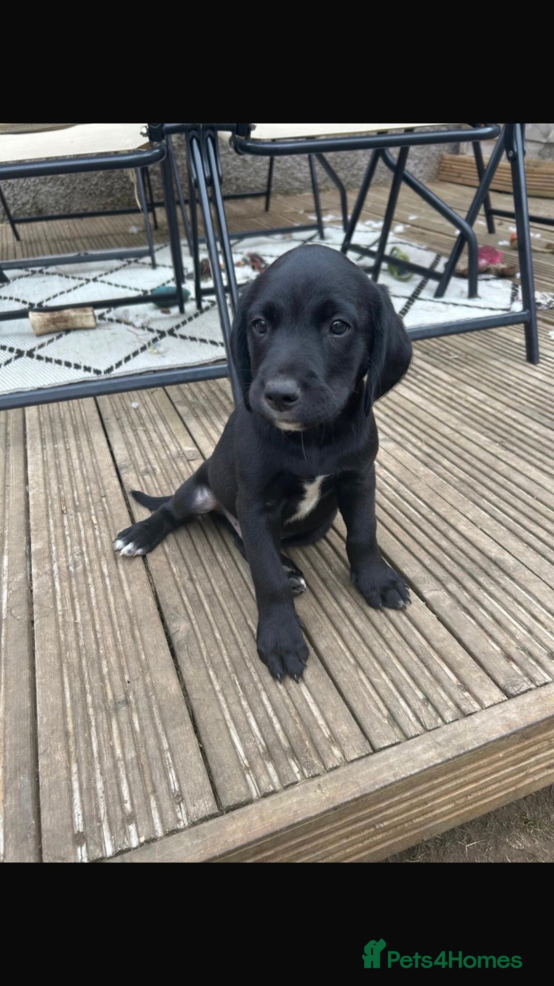 Springador dogs for sale: Springador last dog pup left  - Image 5