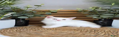 British Shorthair 3