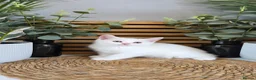 British Shorthair cats for sale: Beautiful British kittens - Advert 25
