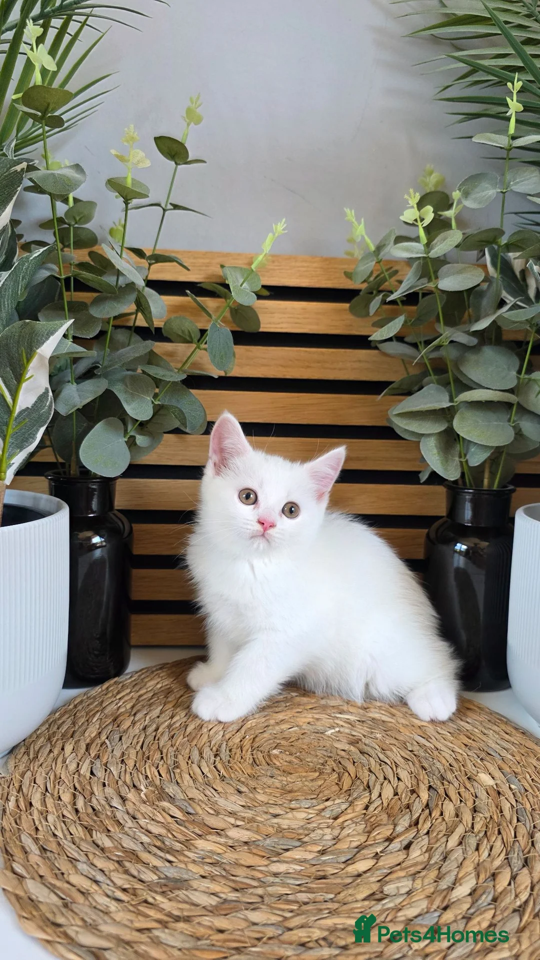 British Shorthair cats for sale: Beautiful British kittens - Advert 25