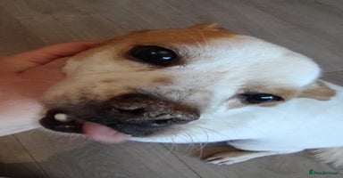 Mixed Breed dogs - Advert 7