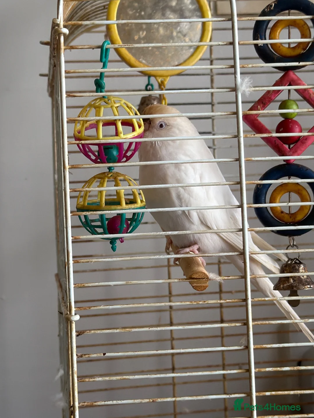 Budgerigars birds for sale: Female budgie 5 years old  in Barnsley - Advert 1