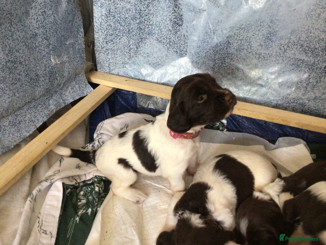 English Springer Spaniel dogs for sale: English Springer Spaniel Puppies KC Registered - Image 25