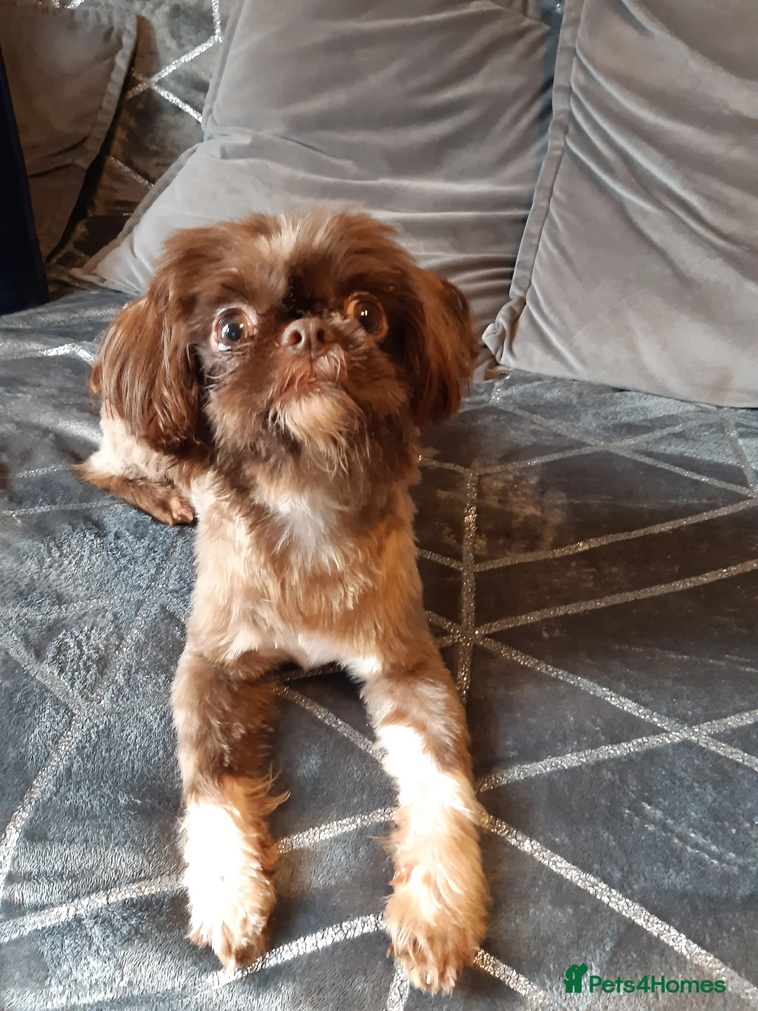 Shih Tzu dogs for stud:  imperial studs both proven  in Bolton - Advert 10