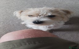 Mixed Breed dogs for sale: Bonnie - Image 4