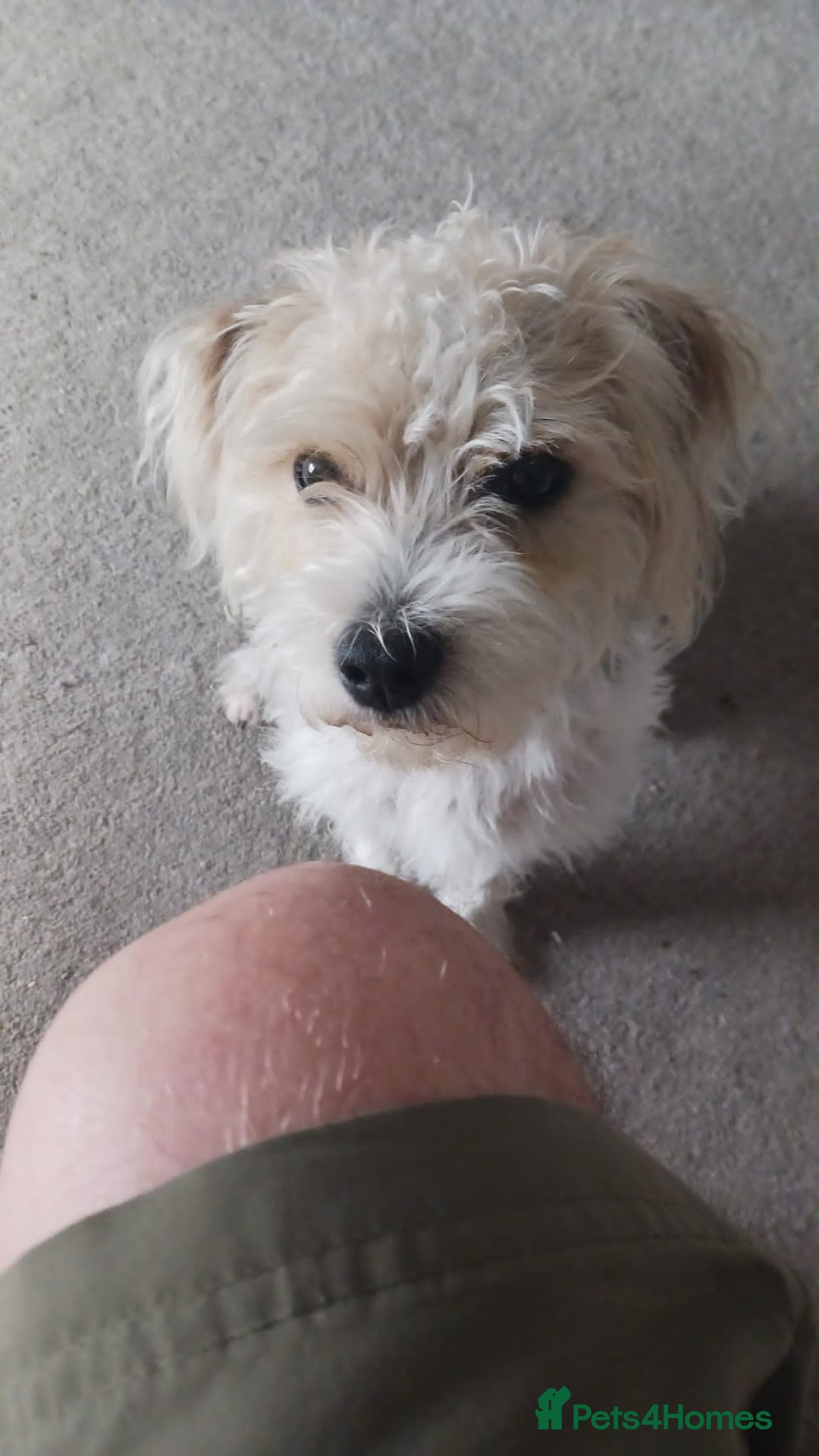 Mixed Breed dogs for sale: Bonnie - Image 4