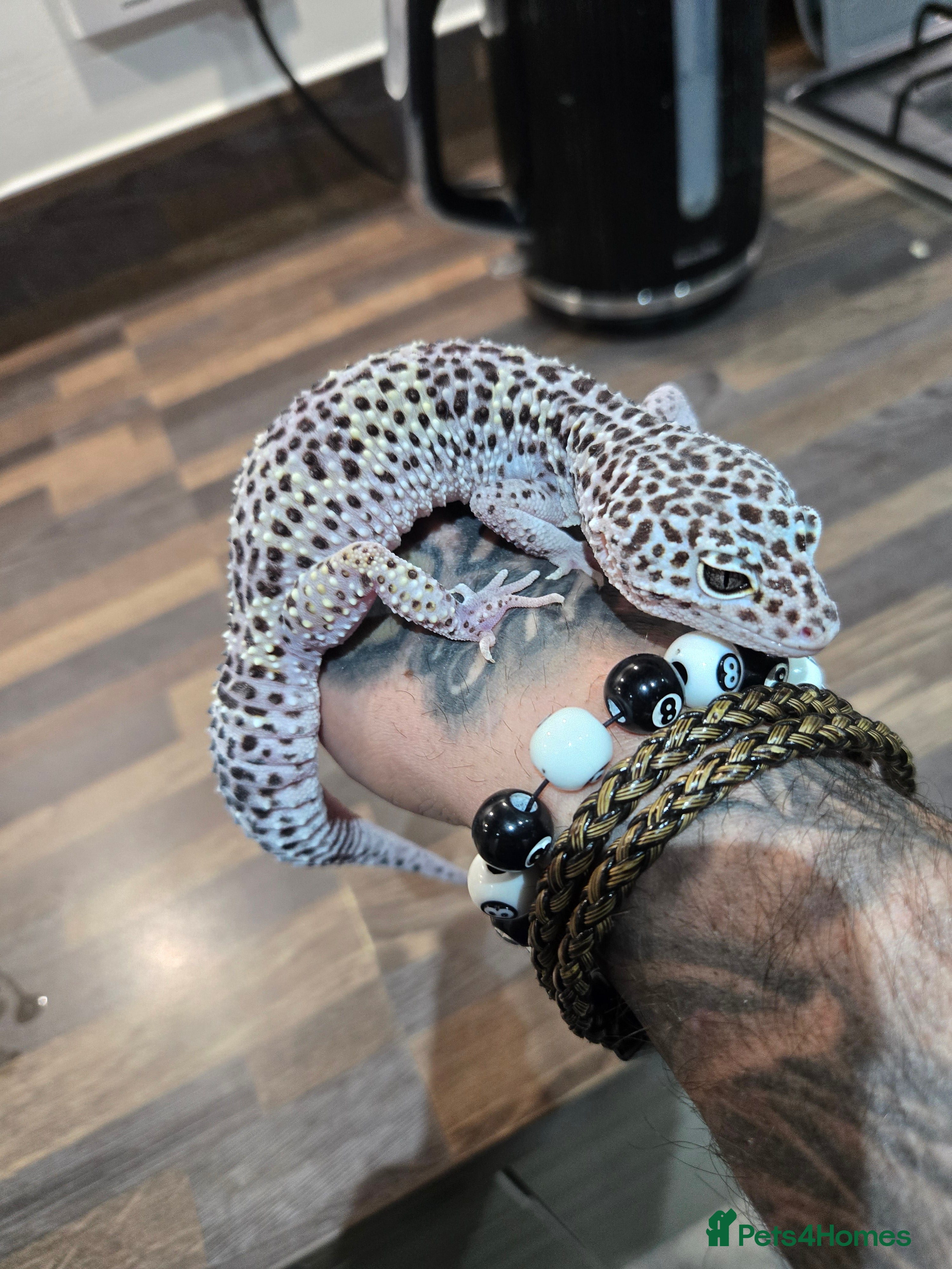 Leopard Gecko reptiles Tug snow , tangerine females for sale.  - Advert 1