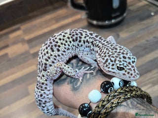 Leopard Gecko reptiles Tug snow female for sale - Advert 1