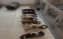 Cocker Spaniel dogs for sale: Show type cocker spaniels  - Image 36