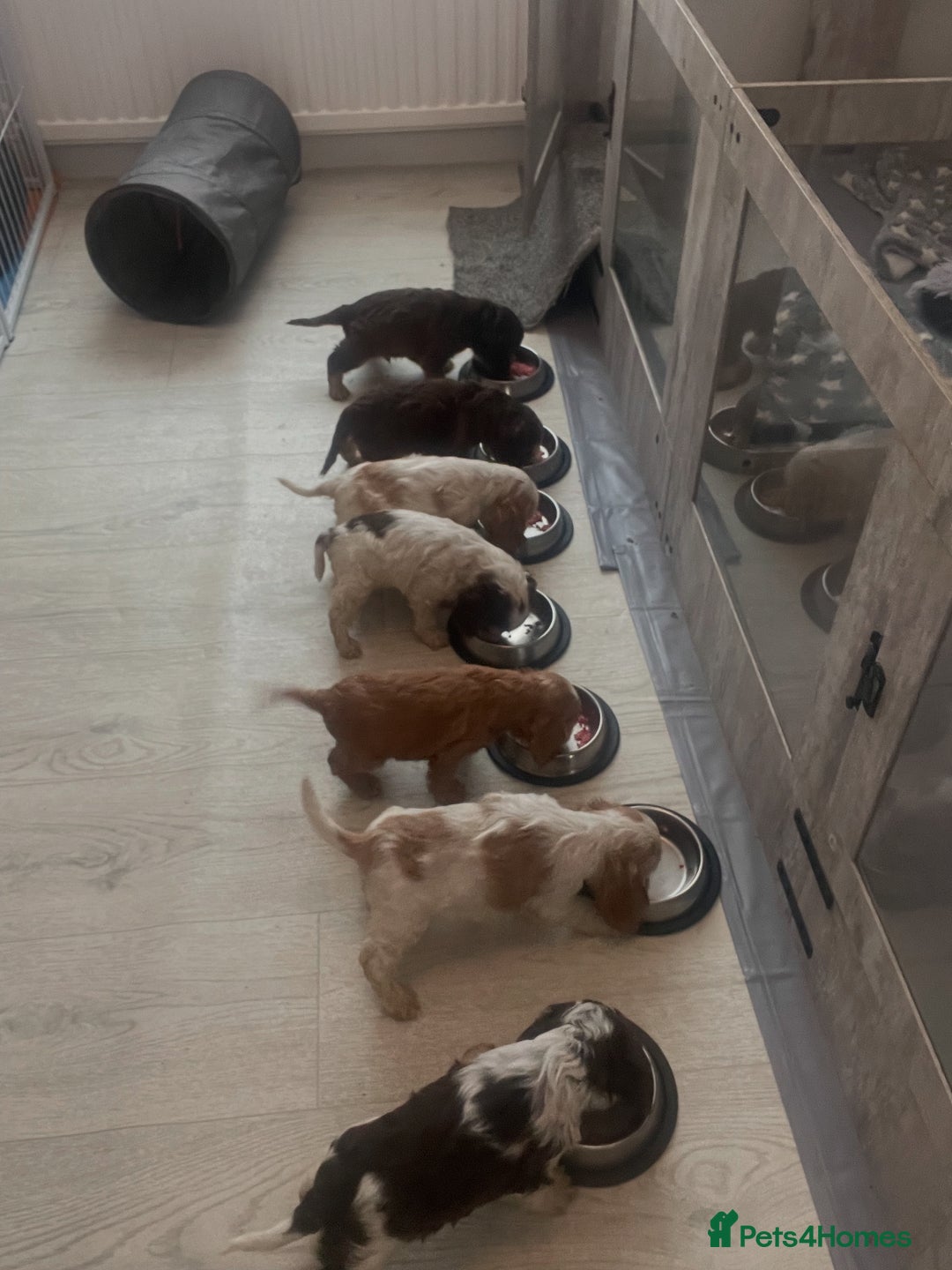 Cocker Spaniel dogs for sale: Show type cocker spaniels  - Image 36
