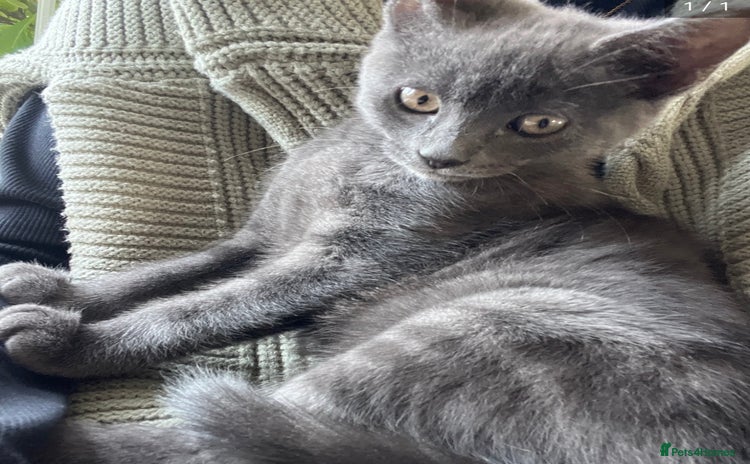 Russian Blue cats - Advert 1