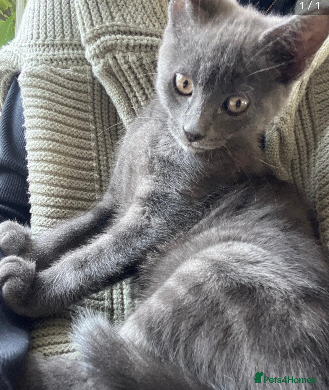 Russian Blue cats for sale: Gorgeous male kitten needs home asap - Image 1