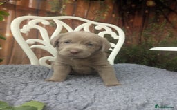 Labrador Retriever dogs for sale: KC Silver Labradors  - Image 3