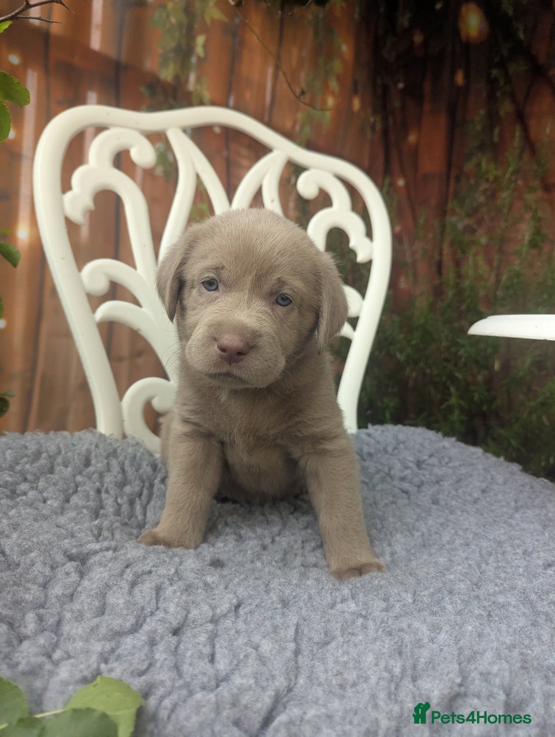 Labrador Retriever dogs for sale: KC Silver Labradors  - Image 3